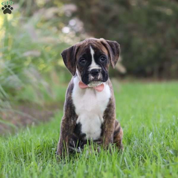 Lacy, Boxer Puppy